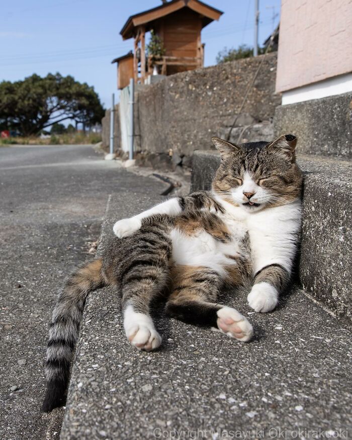 Wait, These Cats Are Basically Tiny Street Celebrities! 62 Pics Proving It