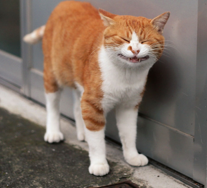 Wait, These Cats Are Basically Tiny Street Celebrities! 62 Pics Proving It