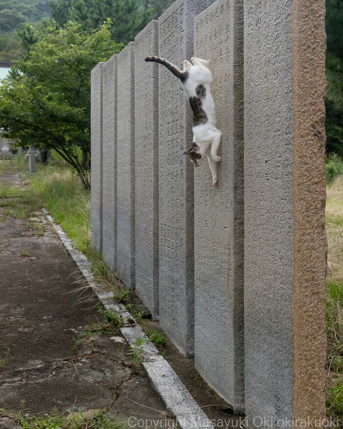 Wait, These Cats Are Basically Tiny Street Celebrities! 62 Pics Proving It