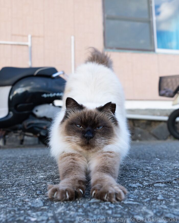 Wait, These Cats Are Basically Tiny Street Celebrities! 62 Pics Proving It