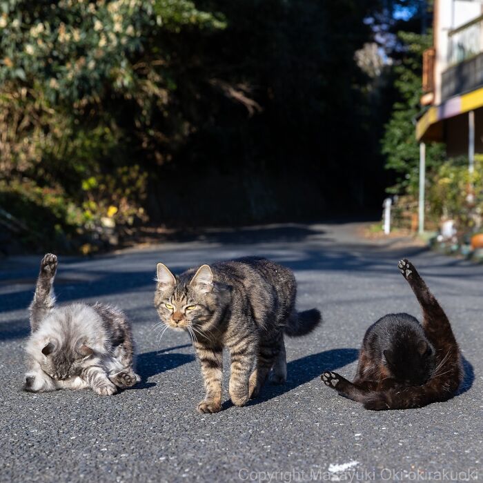 Wait, These Cats Are Basically Tiny Street Celebrities! 62 Pics Proving It