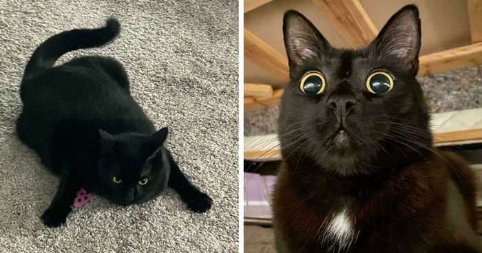 40 Black Cats with Just One Brain Cell But All the Charm