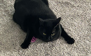 40 Black Cats with Just One Brain Cell But All the Charm