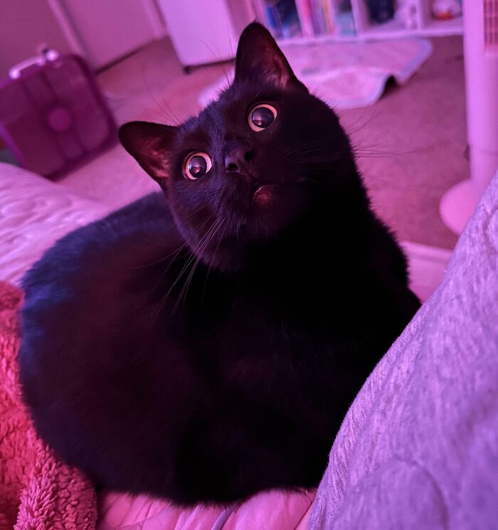 Lizard Hunter Scores Again—Lizard Count: 2