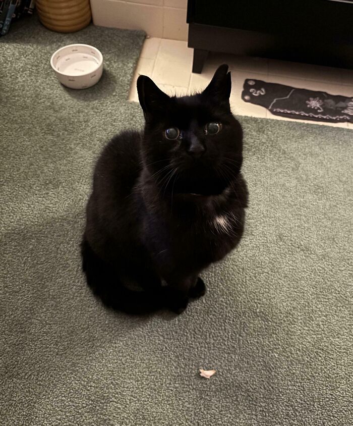 Turkey Stare Is Real: I Gave In Eventually