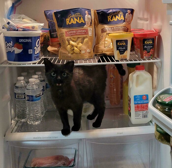 Told Yuri To Get Out Of The Fridge