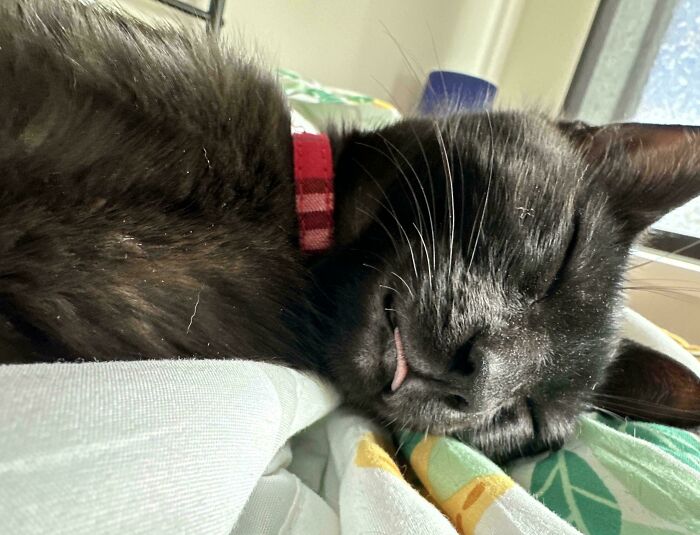 One $180 Vet Visit Later: He Tried To Eat A Lit Candle