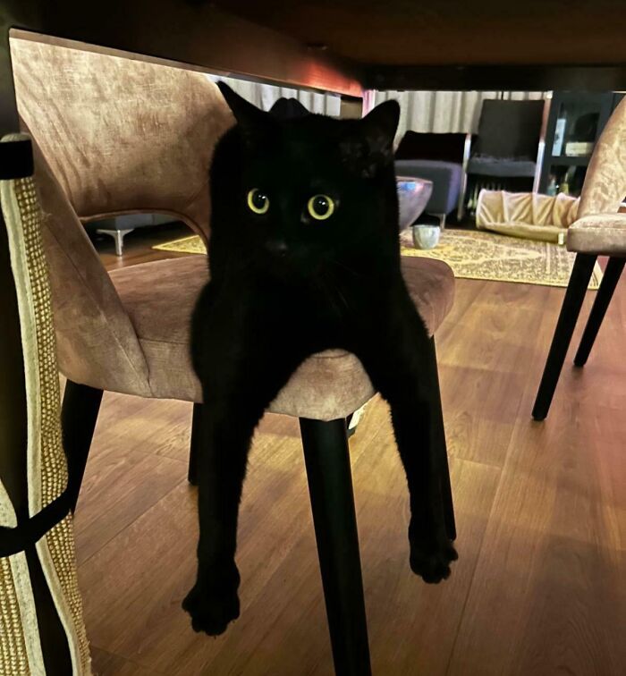 He Forgot How To Sit (It Happens)