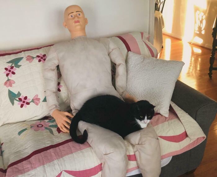 40 Black Cats with Just One Brain Cell But All the Charm