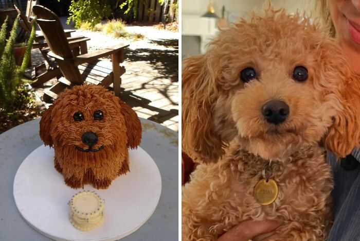 Dog-Shaped Cake for a Human’s Birthday