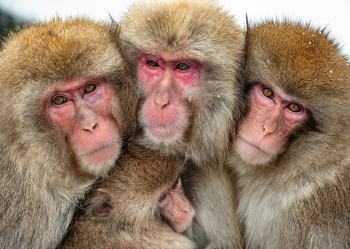 Wait, People Actually Made Rules Like This? The Wildest HOA Madness Ever