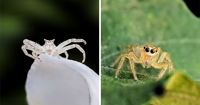 Check Out These 12 Spiders That Are Surprisingly Cool (Yes, Really)