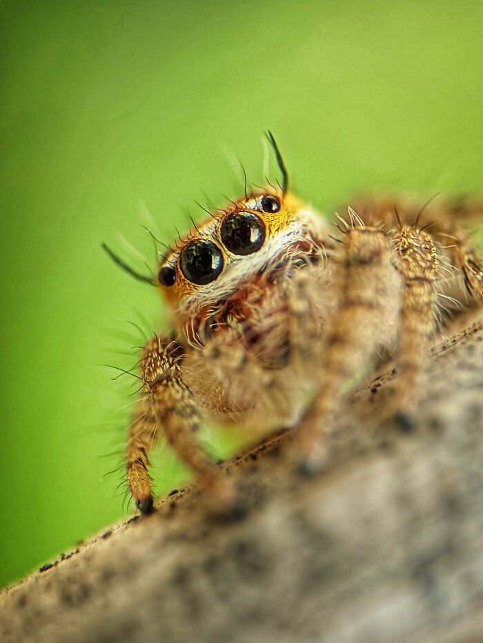 Check Out These 12 Spiders That Are Surprisingly Cool (Yes, Really)