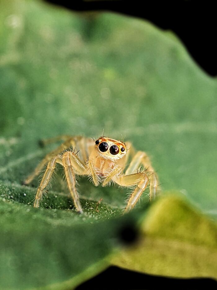 Check Out These 12 Spiders That Are Surprisingly Cool (Yes, Really)