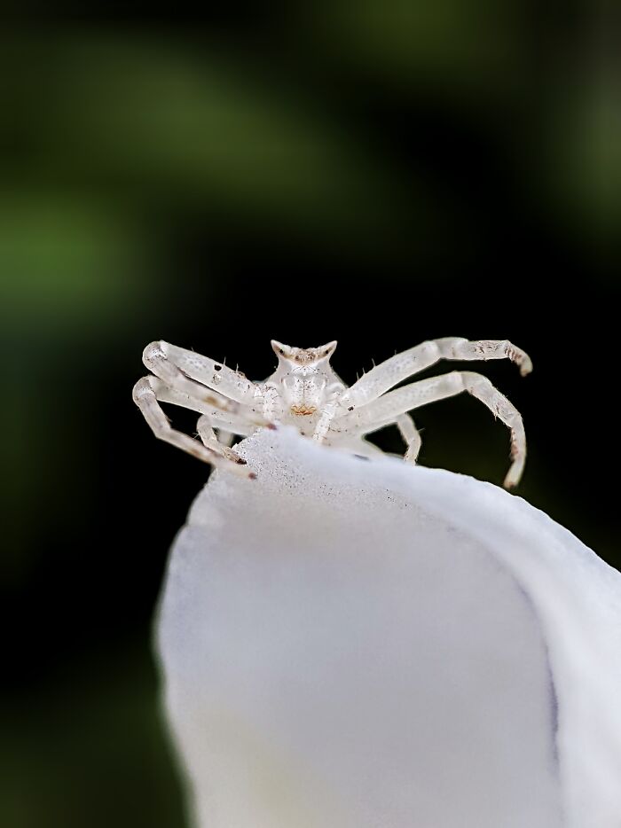 Check Out These 12 Spiders That Are Surprisingly Cool (Yes, Really)
