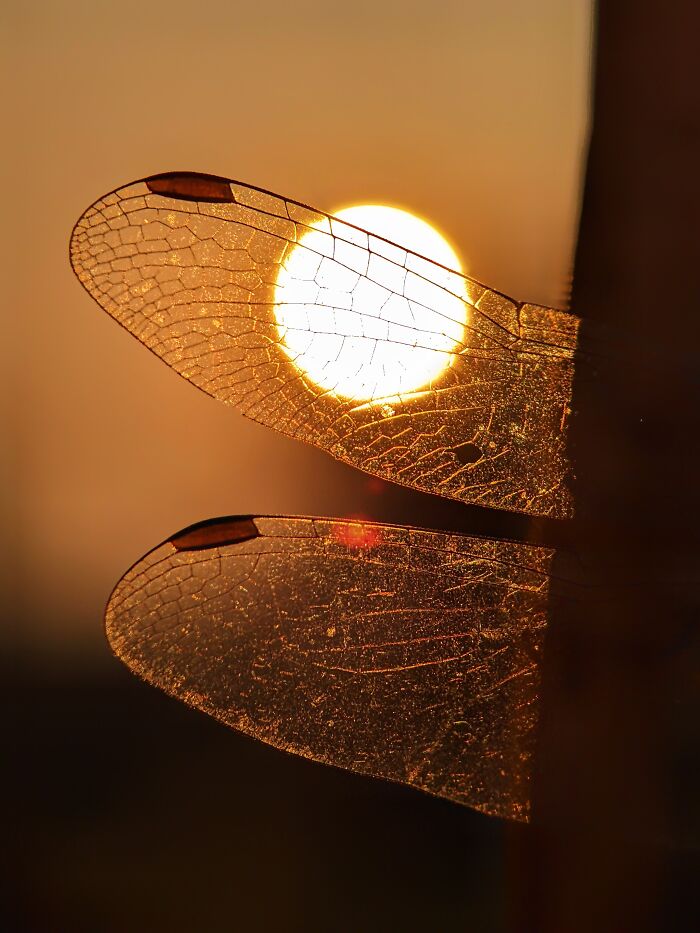 Check Out These 12 Spiders That Are Surprisingly Cool (Yes, Really)