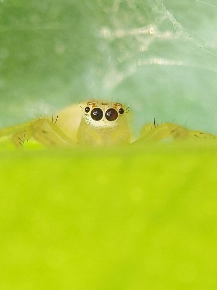 Check Out These 12 Spiders That Are Surprisingly Cool (Yes, Really)