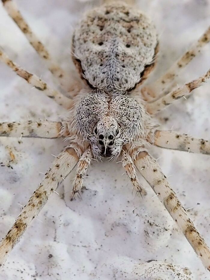 Check Out These 12 Spiders That Are Surprisingly Cool (Yes, Really)