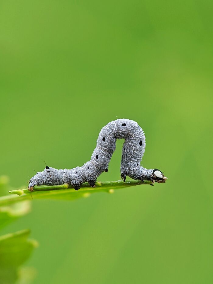 Check Out These 12 Spiders That Are Surprisingly Cool (Yes, Really)