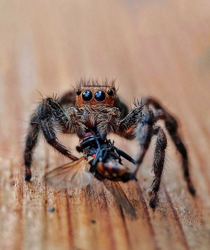 Check Out These 12 Spiders That Are Surprisingly Cool (Yes, Really)