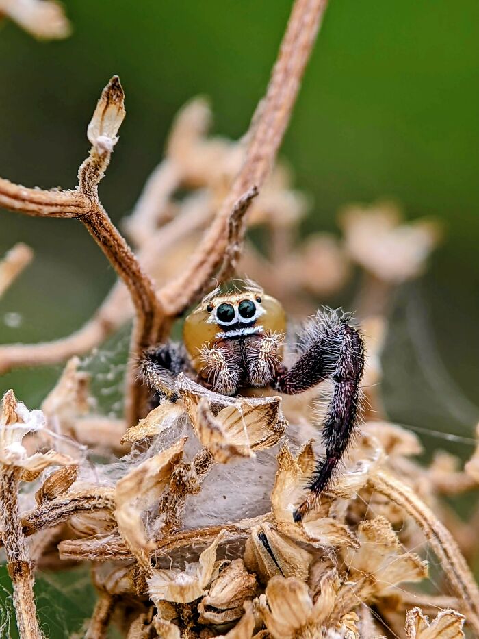 Check Out These 12 Spiders That Are Surprisingly Cool (Yes, Really)