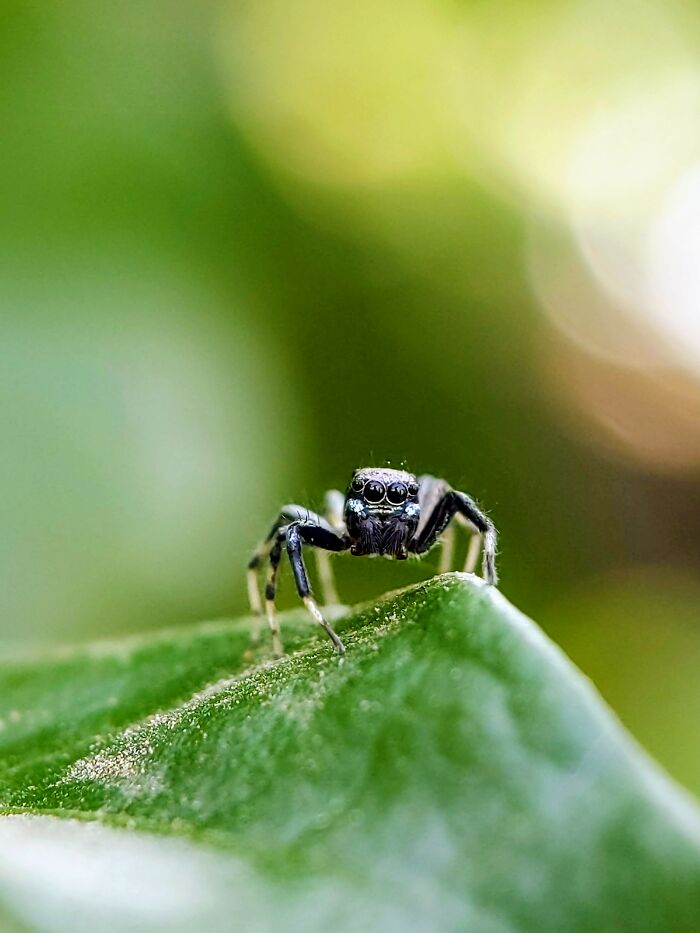 Check Out These 12 Spiders That Are Surprisingly Cool (Yes, Really)