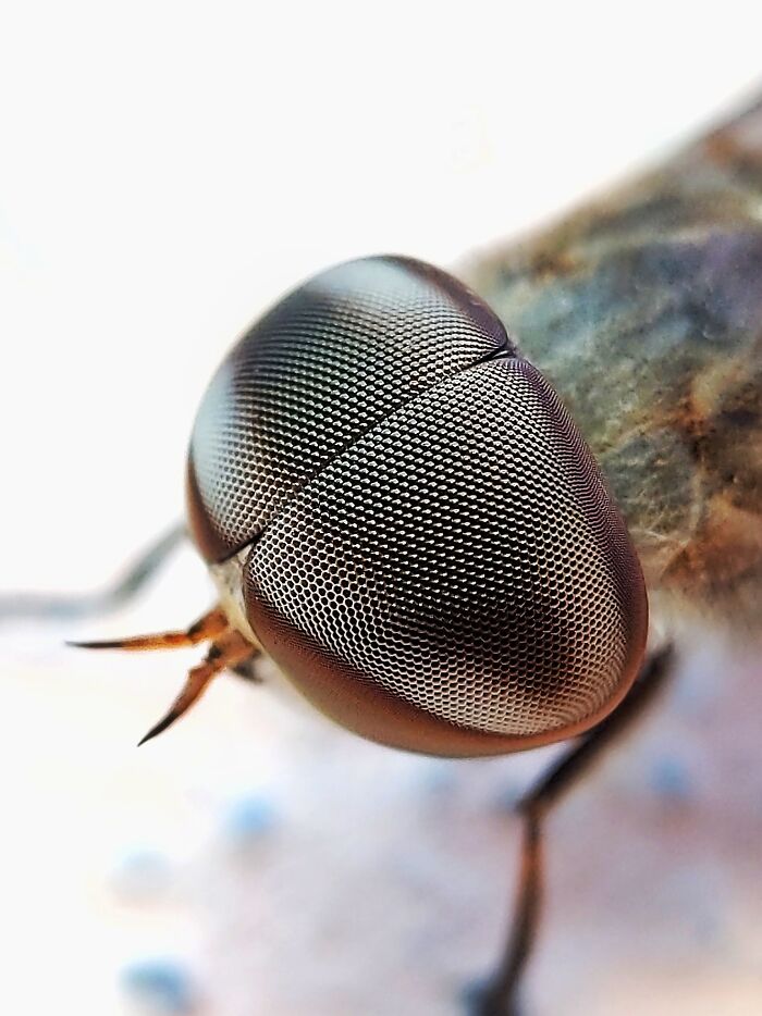 Check Out These 12 Spiders That Are Surprisingly Cool (Yes, Really)