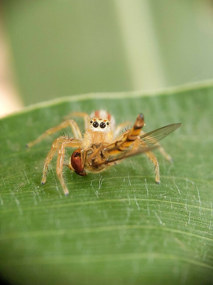 Check Out These 12 Spiders That Are Surprisingly Cool (Yes, Really)