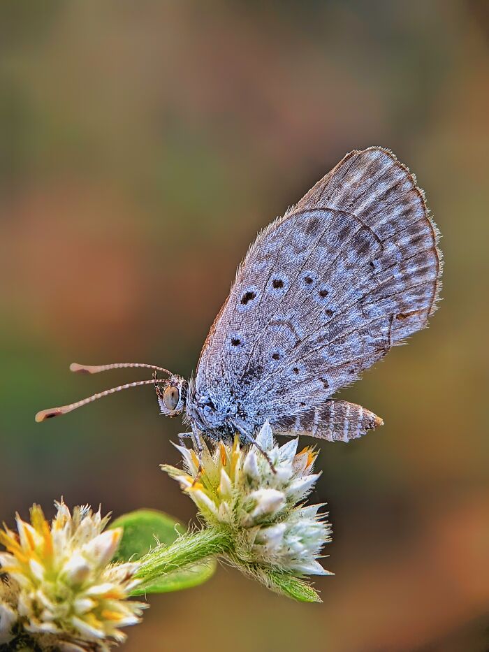 Check Out These 12 Spiders That Are Surprisingly Cool (Yes, Really)