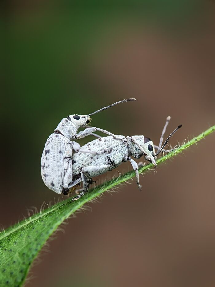 Check Out These 12 Spiders That Are Surprisingly Cool (Yes, Really)