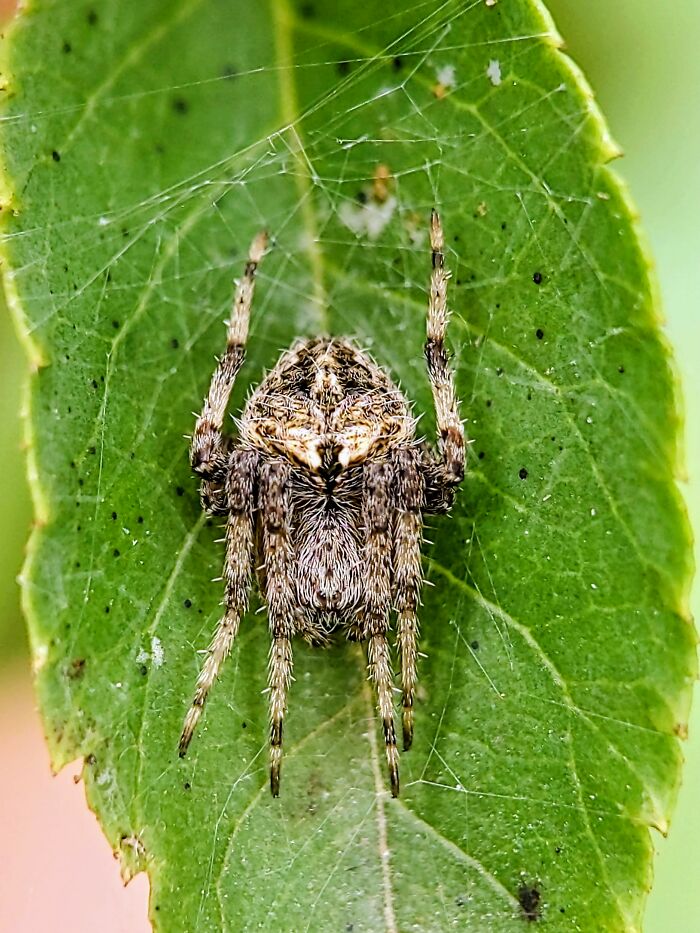 Check Out These 12 Spiders That Are Surprisingly Cool (Yes, Really)