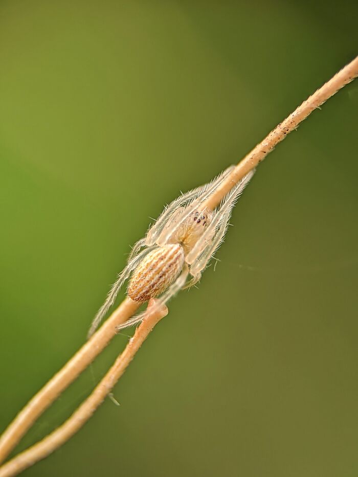 Check Out These 12 Spiders That Are Surprisingly Cool (Yes, Really)