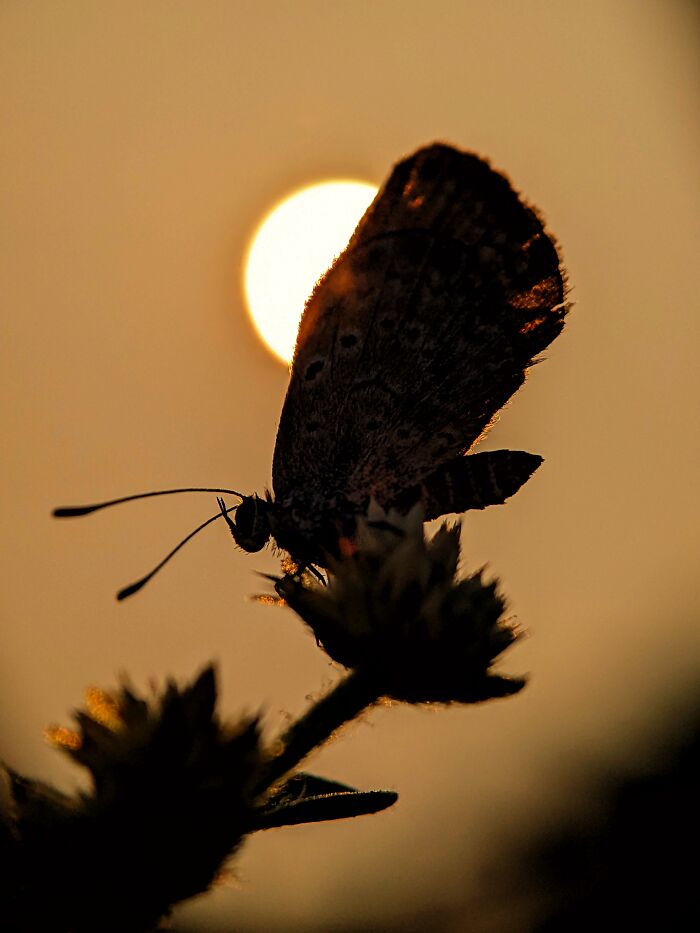 Check Out These 12 Spiders That Are Surprisingly Cool (Yes, Really)