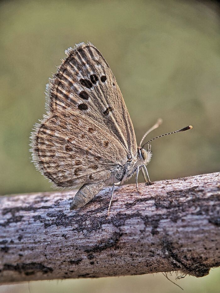 Check Out These 12 Spiders That Are Surprisingly Cool (Yes, Really)