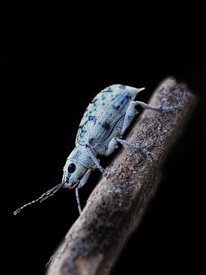 Check Out These 12 Spiders That Are Surprisingly Cool (Yes, Really)