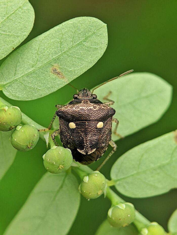 Check Out These 12 Spiders That Are Surprisingly Cool (Yes, Really)