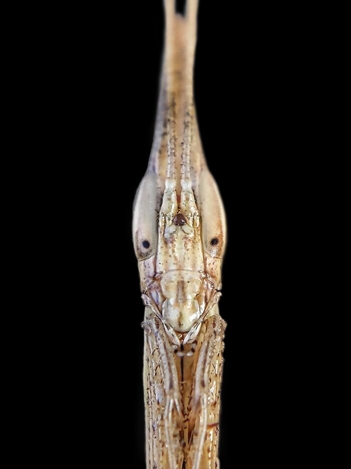 Check Out These 12 Spiders That Are Surprisingly Cool (Yes, Really)