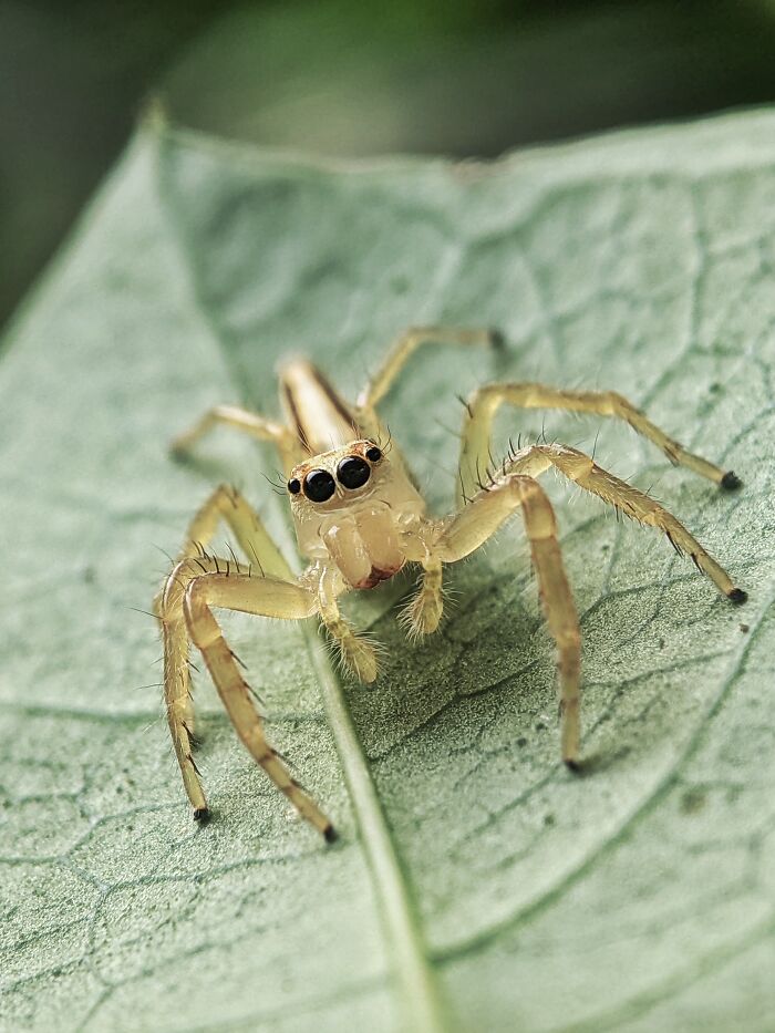 Check Out These 12 Spiders That Are Surprisingly Cool (Yes, Really)