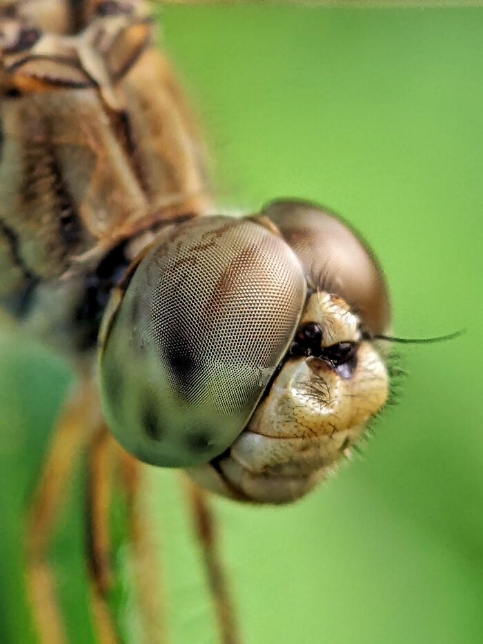 Check Out These 12 Spiders That Are Surprisingly Cool (Yes, Really)