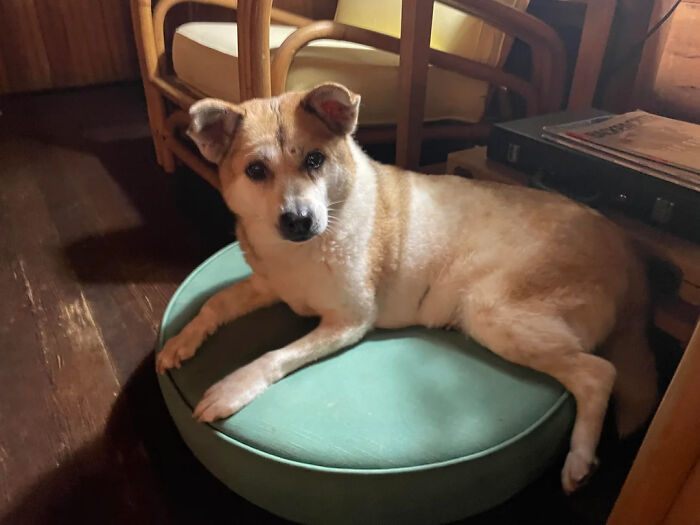 Asian People Eat Dogs? Let's Not Go There