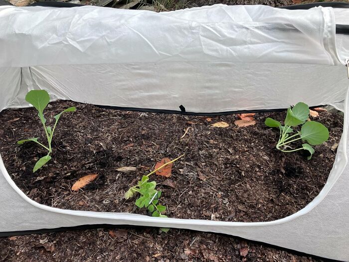 Give Your Winter Veggies a Snug Tent With These Garden Row Covers