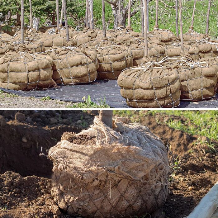 Wrap Your Precious Trees Like Nature Intended With These Natural Burlap Covers