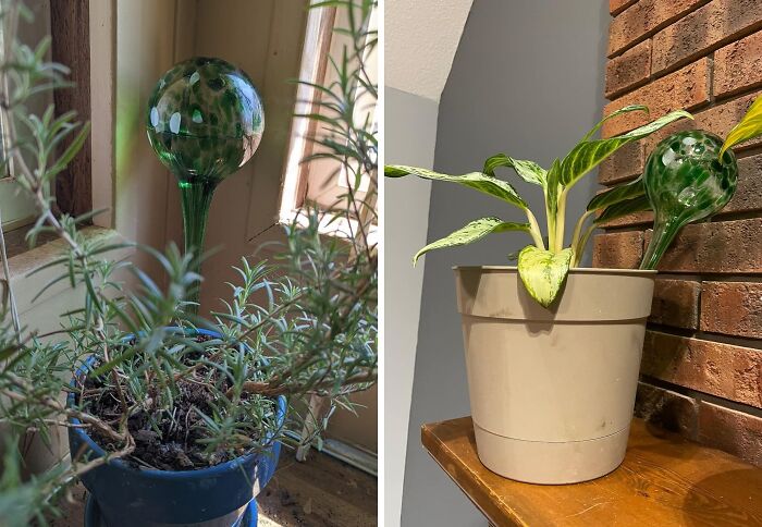 Save Your Neglected Houseplants With These Cute & Whimsical Self-Watering Bulbs