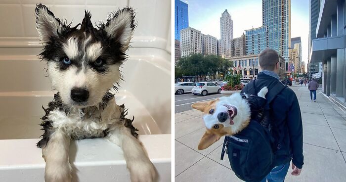 Wait, They Rated Those Dogs?! The Cutest Pups Who Totally Crushed The Scale