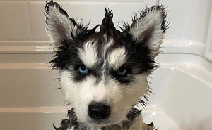 Wait, They Rated Those Dogs?! The Cutest Pups Who Totally Crushed The Scale