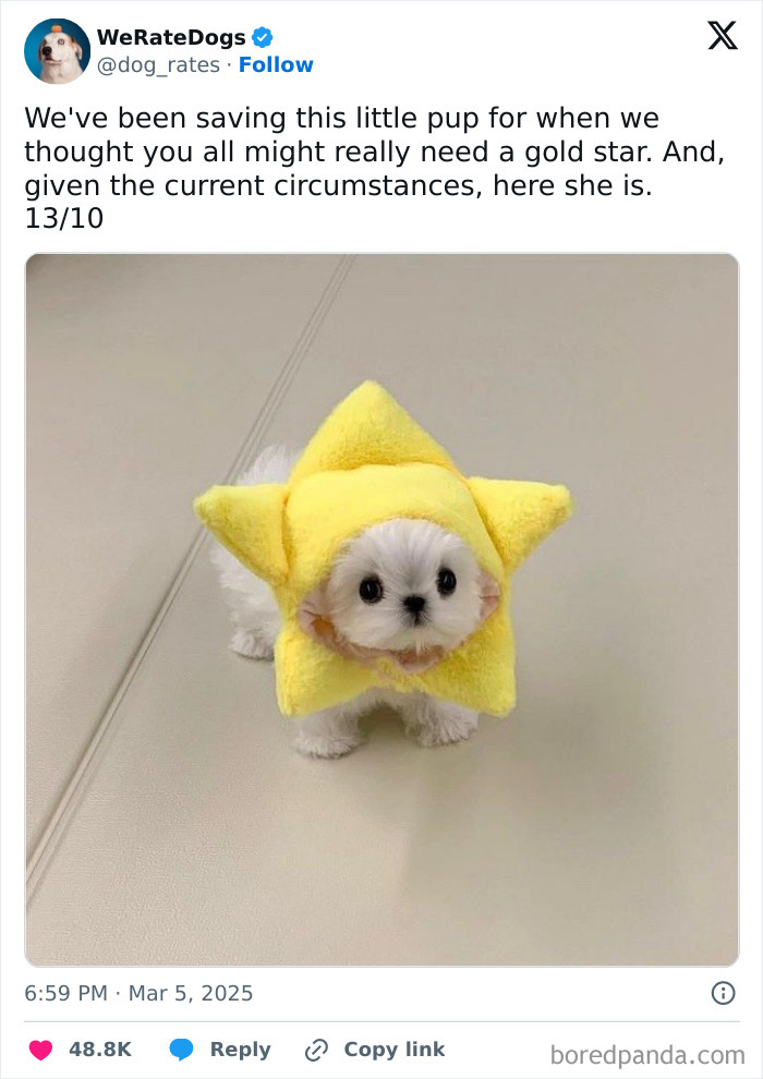 Wait, They Rated Those Dogs?! The Cutest Pups Who Totally Crushed The Scale