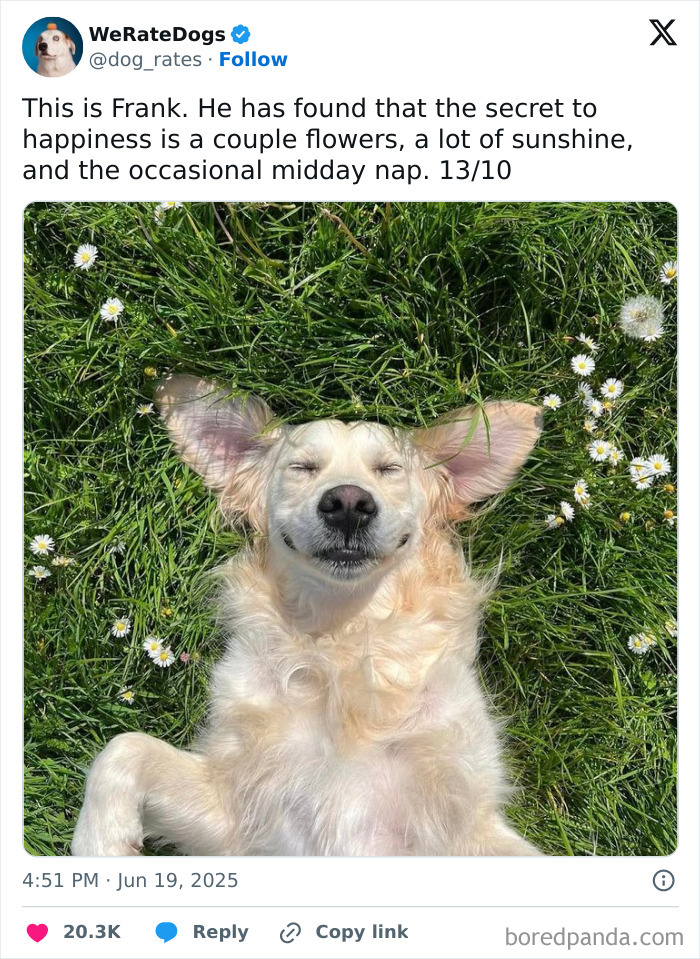 Wait, They Rated Those Dogs?! The Cutest Pups Who Totally Crushed The Scale