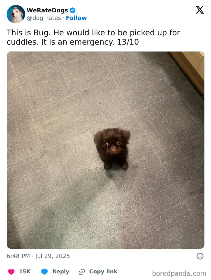 Wait, They Rated Those Dogs?! The Cutest Pups Who Totally Crushed The Scale