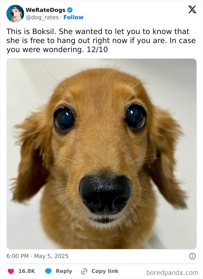 Wait, They Rated Those Dogs?! The Cutest Pups Who Totally Crushed The Scale