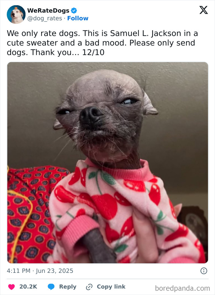 Wait, They Rated Those Dogs?! The Cutest Pups Who Totally Crushed The Scale